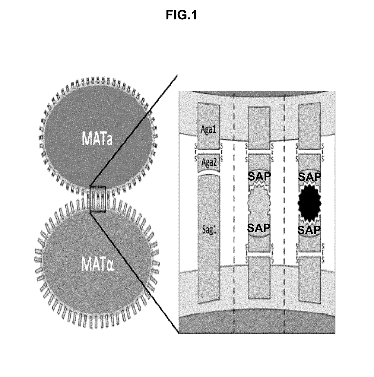 Synthetic yeast agglutination