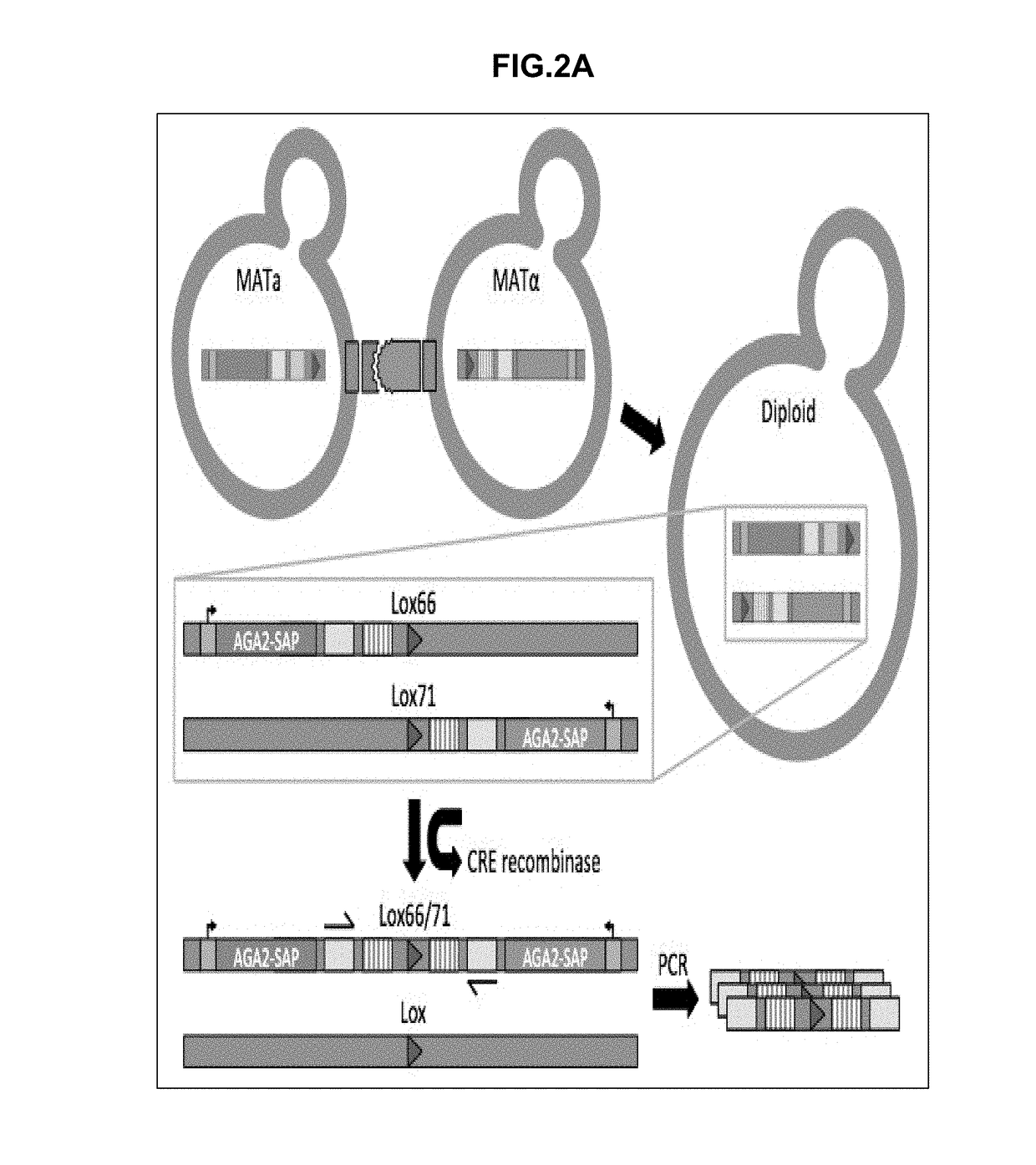 Synthetic yeast agglutination