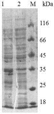 Chemosynthetic extracellular region gene fragment of streptococcus pneumonia PspA protein, and expression and application thereof