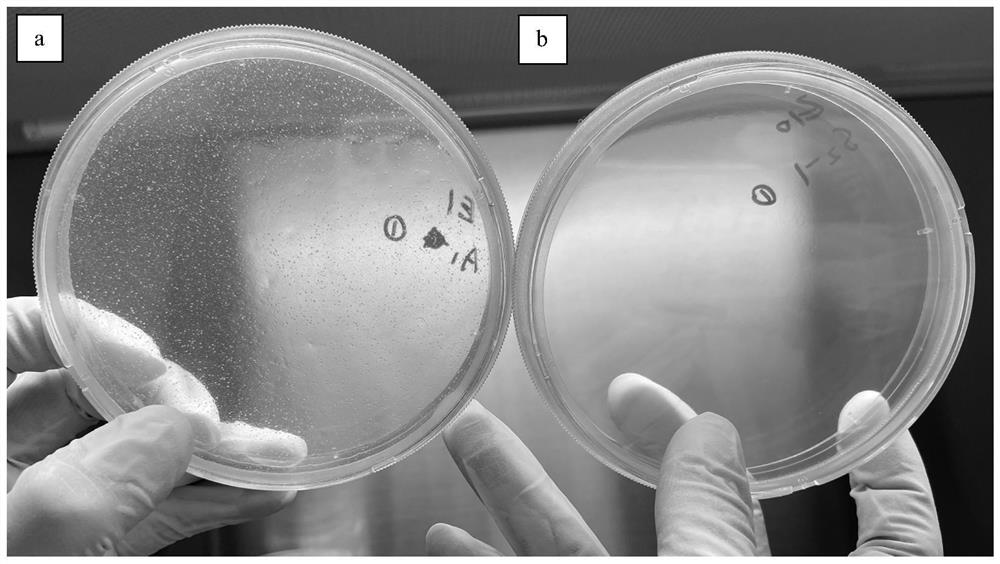 Antibacterial and antiviral slurry as well as preparation method and application thereof