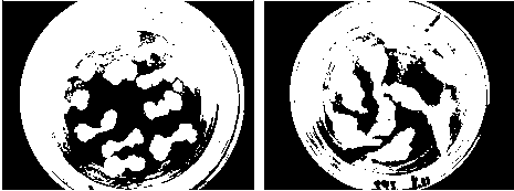 Populus genetic transformation method