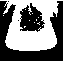 Populus genetic transformation method