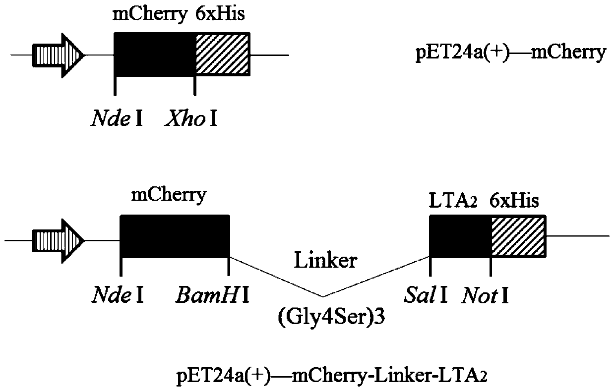 Use of the cell-penetrating peptide lta2 from the lt subunit as an intracellular drug delivery vehicle