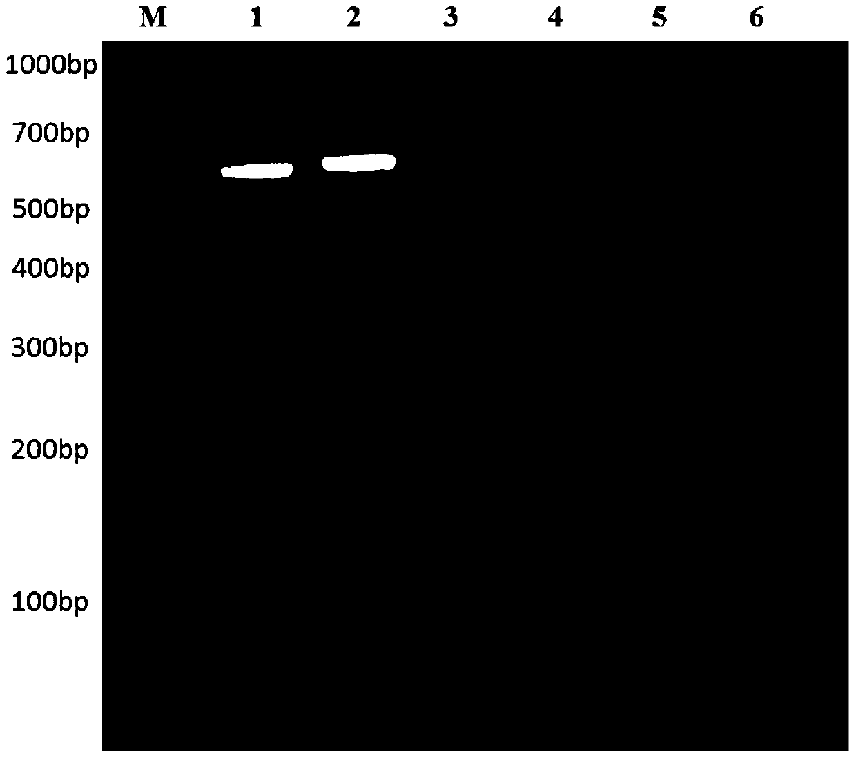 Use of the cell-penetrating peptide lta2 from the lt subunit as an intracellular drug delivery vehicle