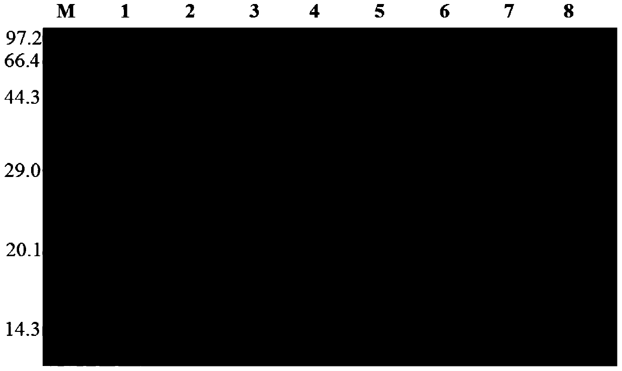 Use of the cell-penetrating peptide lta2 from the lt subunit as an intracellular drug delivery vehicle