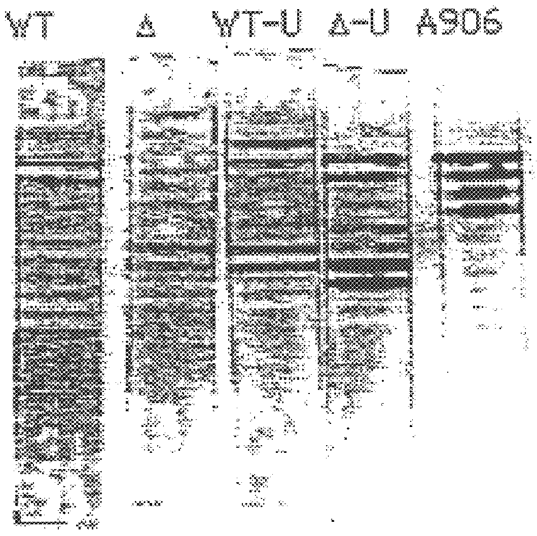 Use of uracil-DNA glycosylase in genetic analysis