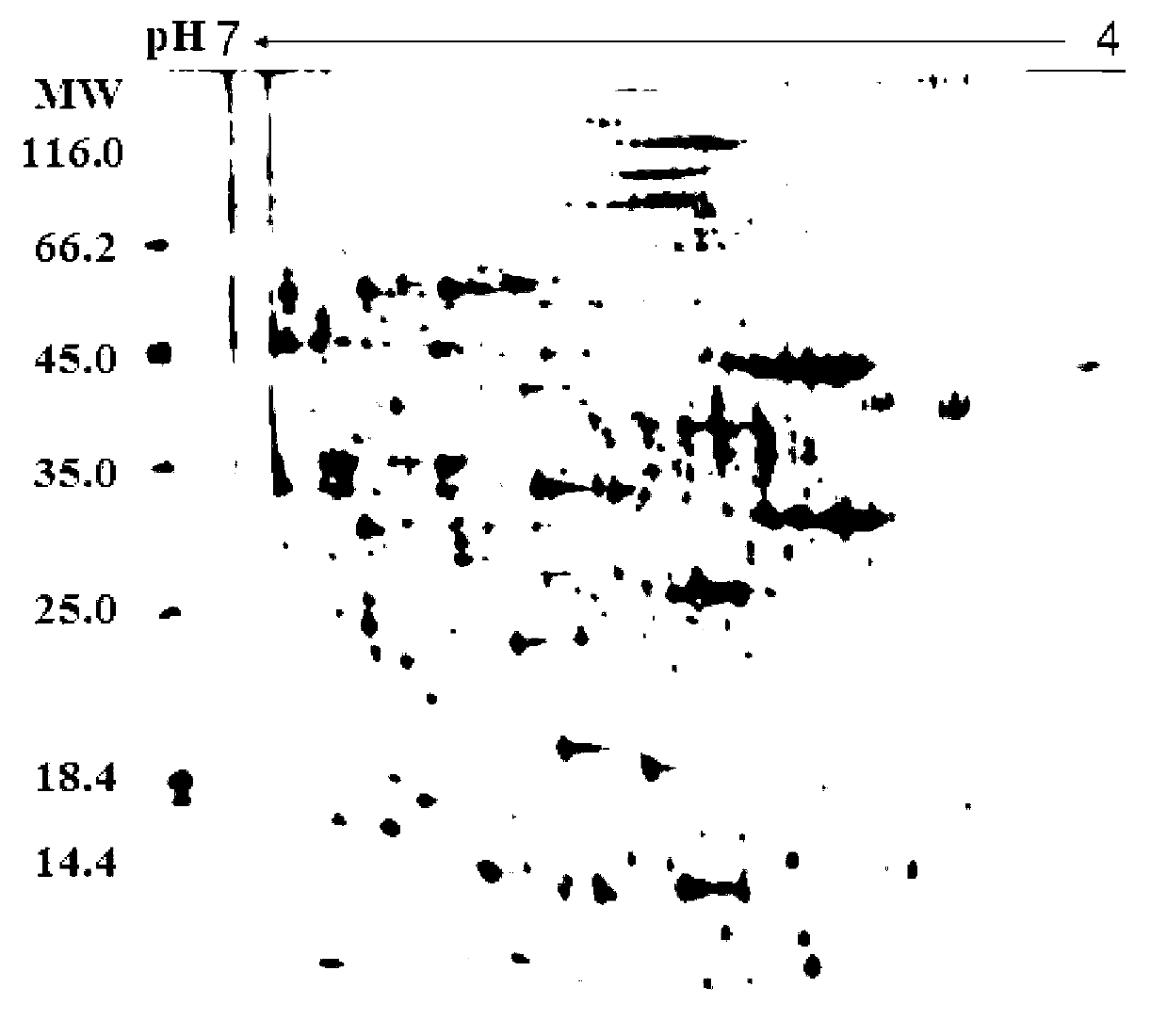 Asiatic corn borer larva plasma protein sample preparation method suitable for dimensional electrophoresis