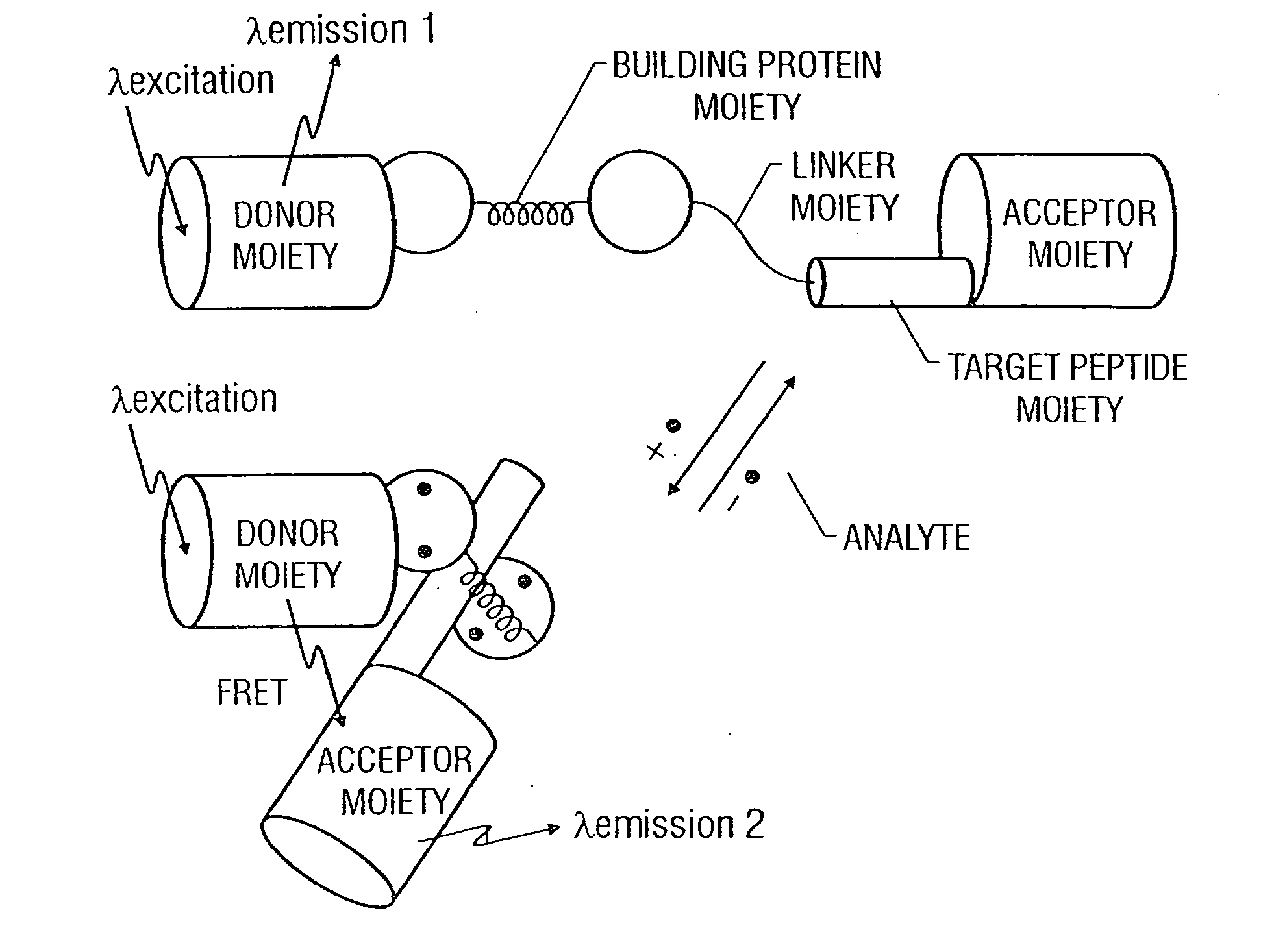 Fluorescent protein sensors for detection of analytes