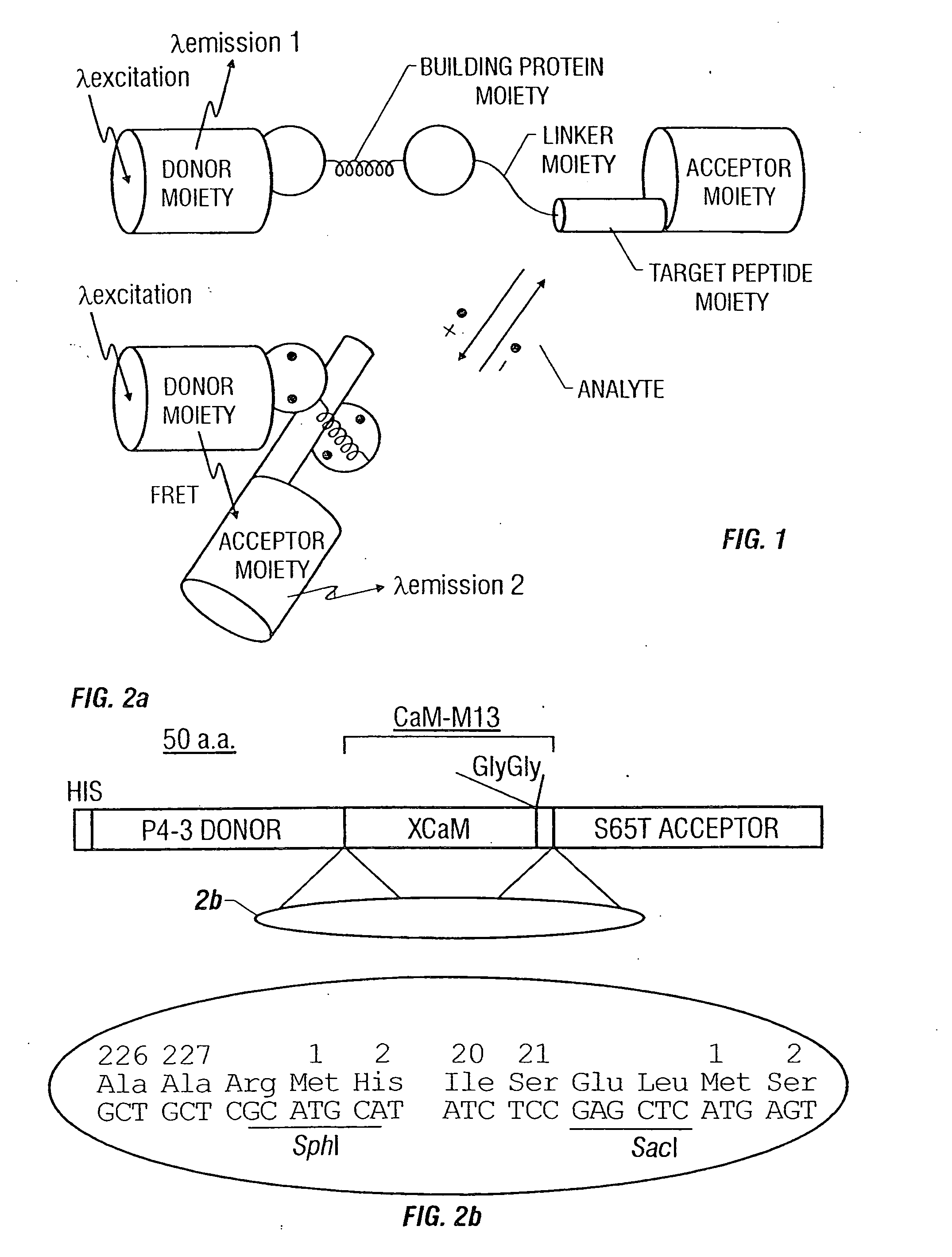 Fluorescent protein sensors for detection of analytes