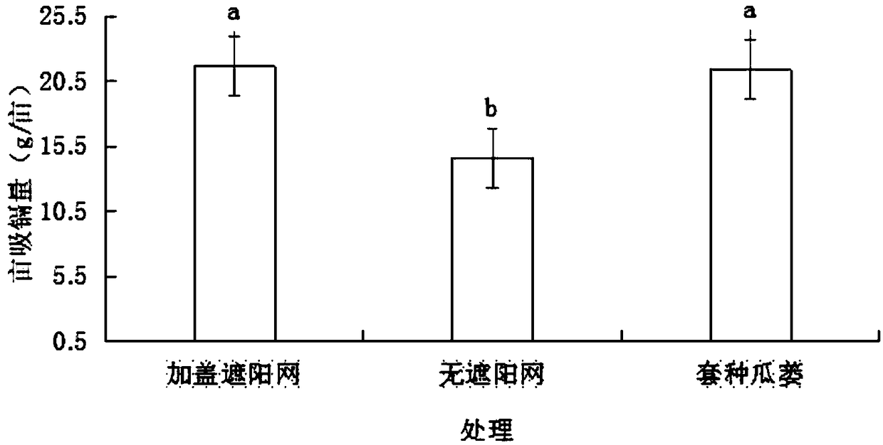 Method for restoring heavy metal cadmium-polluted soil by using sedum plumbizincicola-fructus trichosanthis