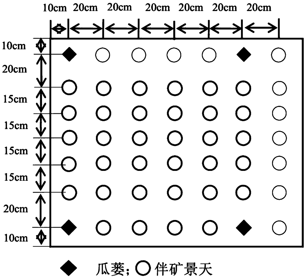 Method for restoring heavy metal cadmium-polluted soil by using sedum plumbizincicola-fructus trichosanthis