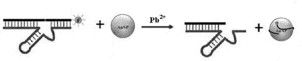 Lead ion fluorescent DNA (Deoxyribose Nucleic Acid) probe and fluorescent determination method for lead ion concentration