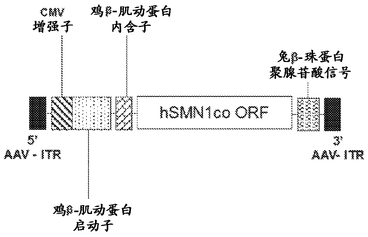 Compositions useful in treatment of spinal muscular atrophy