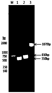 Fusion protein consisting of chicken albumin, chicken interferon gamma and chicken interferon alpha and preparation method thereof