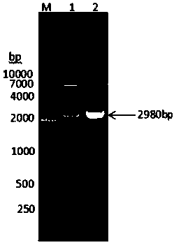 Fusion protein consisting of chicken albumin, chicken interferon gamma and chicken interferon alpha and preparation method thereof