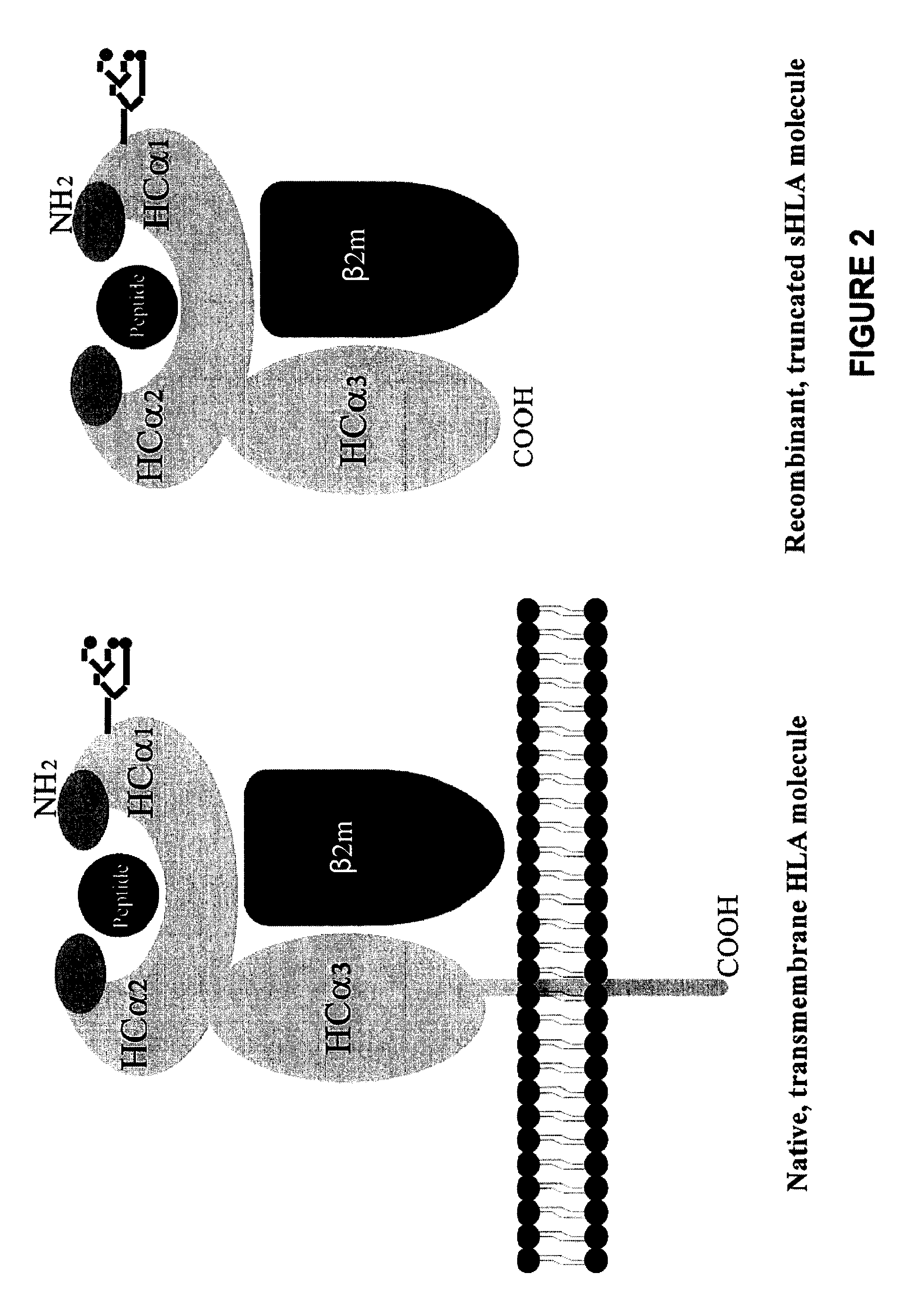 Methods for removing anti-MHC antibodies from a sample