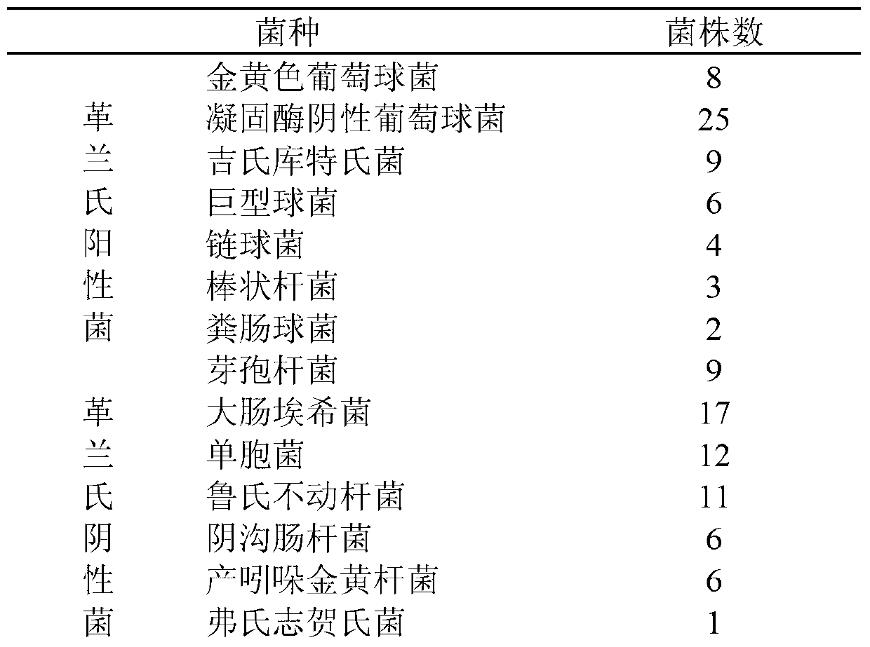 Application of amomum tsao-ko oil in preparation of drugs for treating bacterial infectious diseases