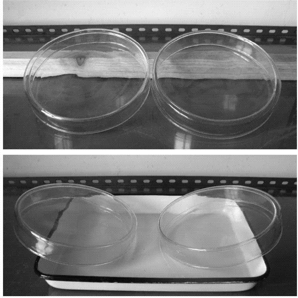 Artificial disease attack method for tobacco bacterial wilt in-vitro inoculation