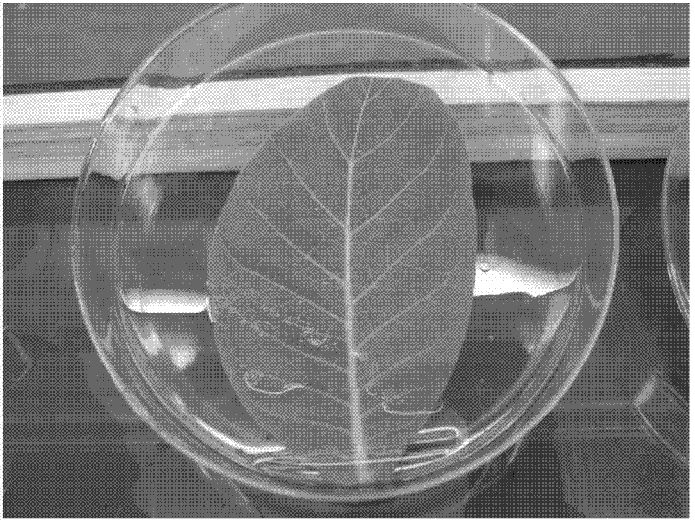 Artificial disease attack method for tobacco bacterial wilt in-vitro inoculation