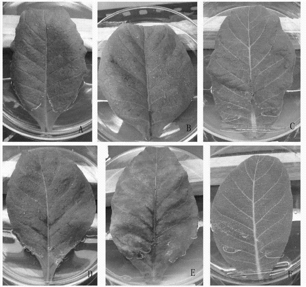 Artificial disease attack method for tobacco bacterial wilt in-vitro inoculation