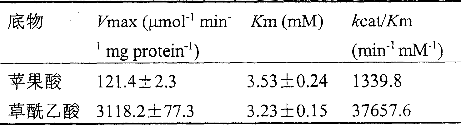 Malic dehydrogenase related to high photosynthetic capacity and resisting reversal of wheat, coded genes and method for breeding plants of resisting reversal