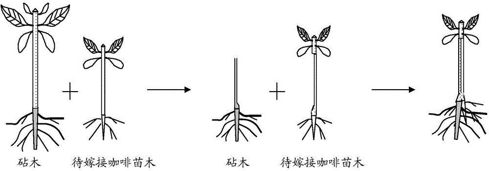 Method for inarching coffee