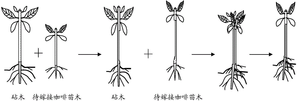 Method for inarching coffee