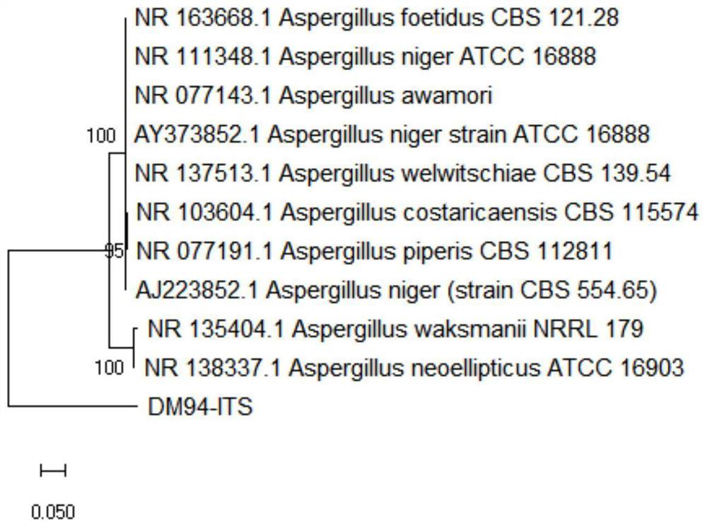 Application of naphthoγ-pyrone compounds in the preparation of anti-Helicobacter pylori drugs or preventive health care products