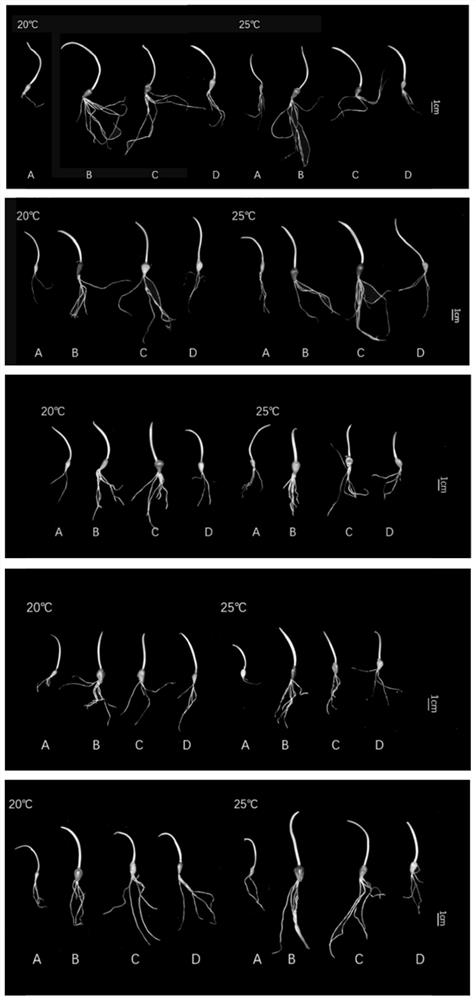 Method for quickly and efficiently germinating garlic aerial bulbs