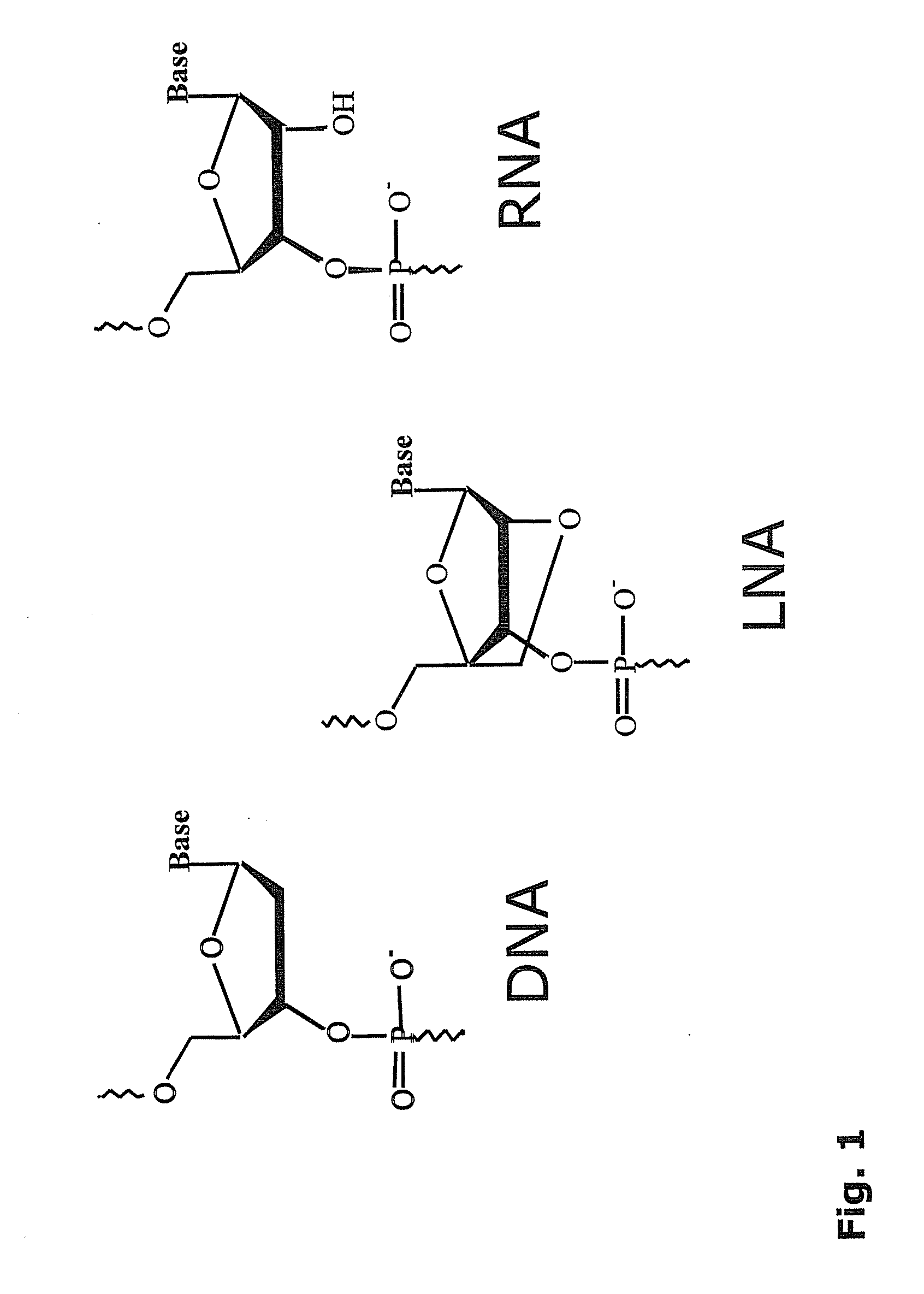 Novel oligonucleotide compositions and probe sequences useful for detection and analysis of micrornas and their target mrnas