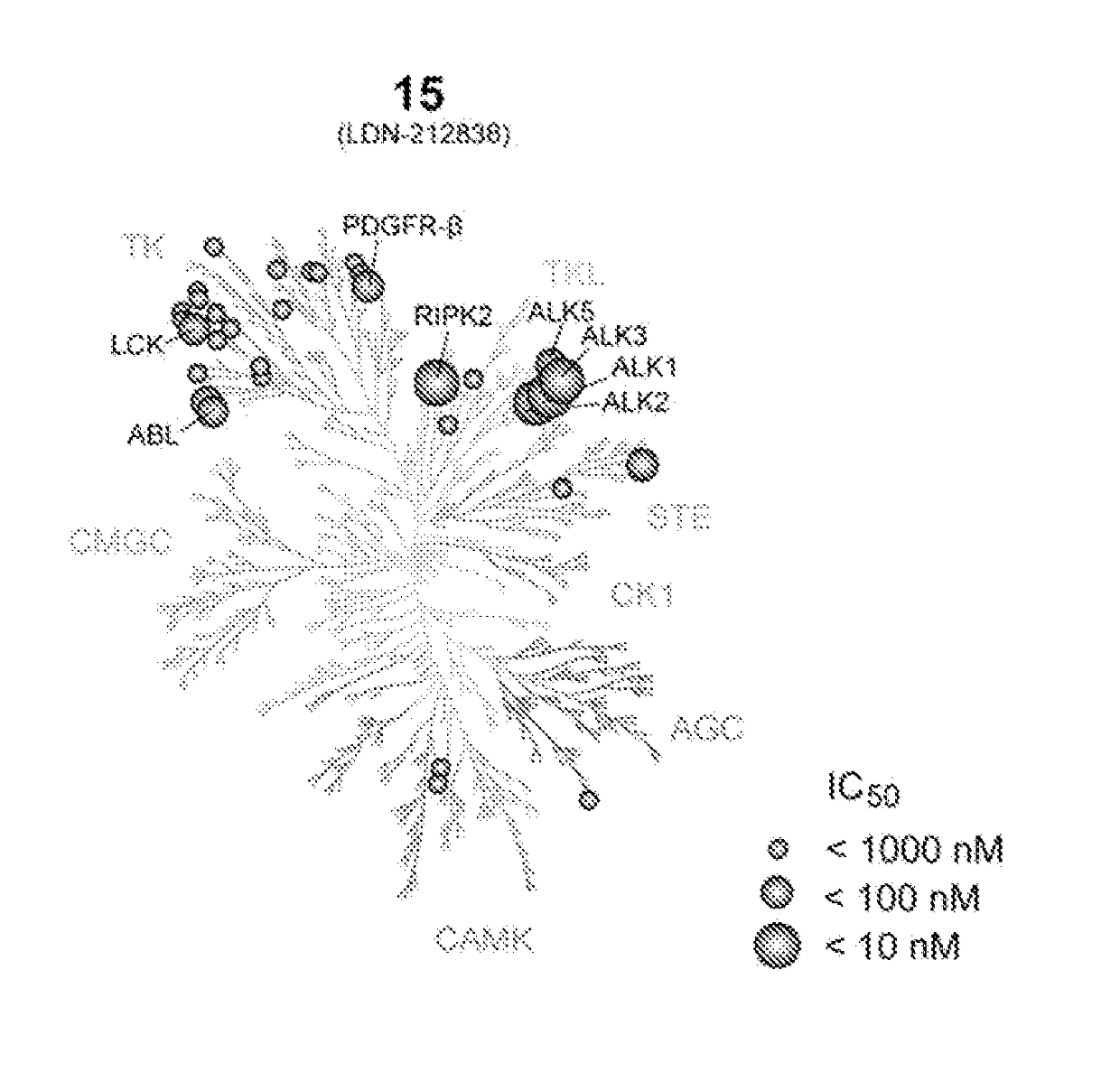 Compositions and Methods for Inhibiting BMP