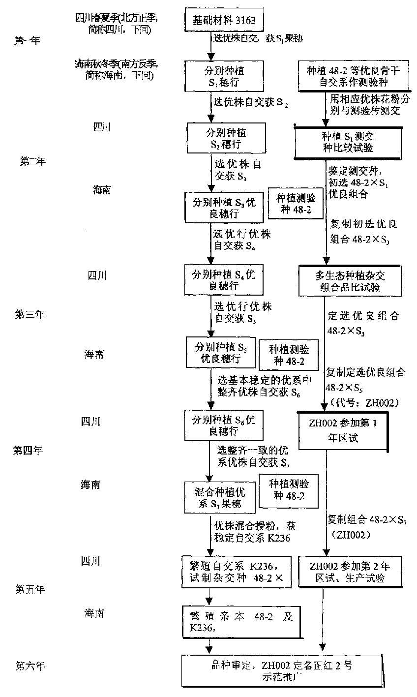 Fast and efficient corn shuttle pedigree breeding process