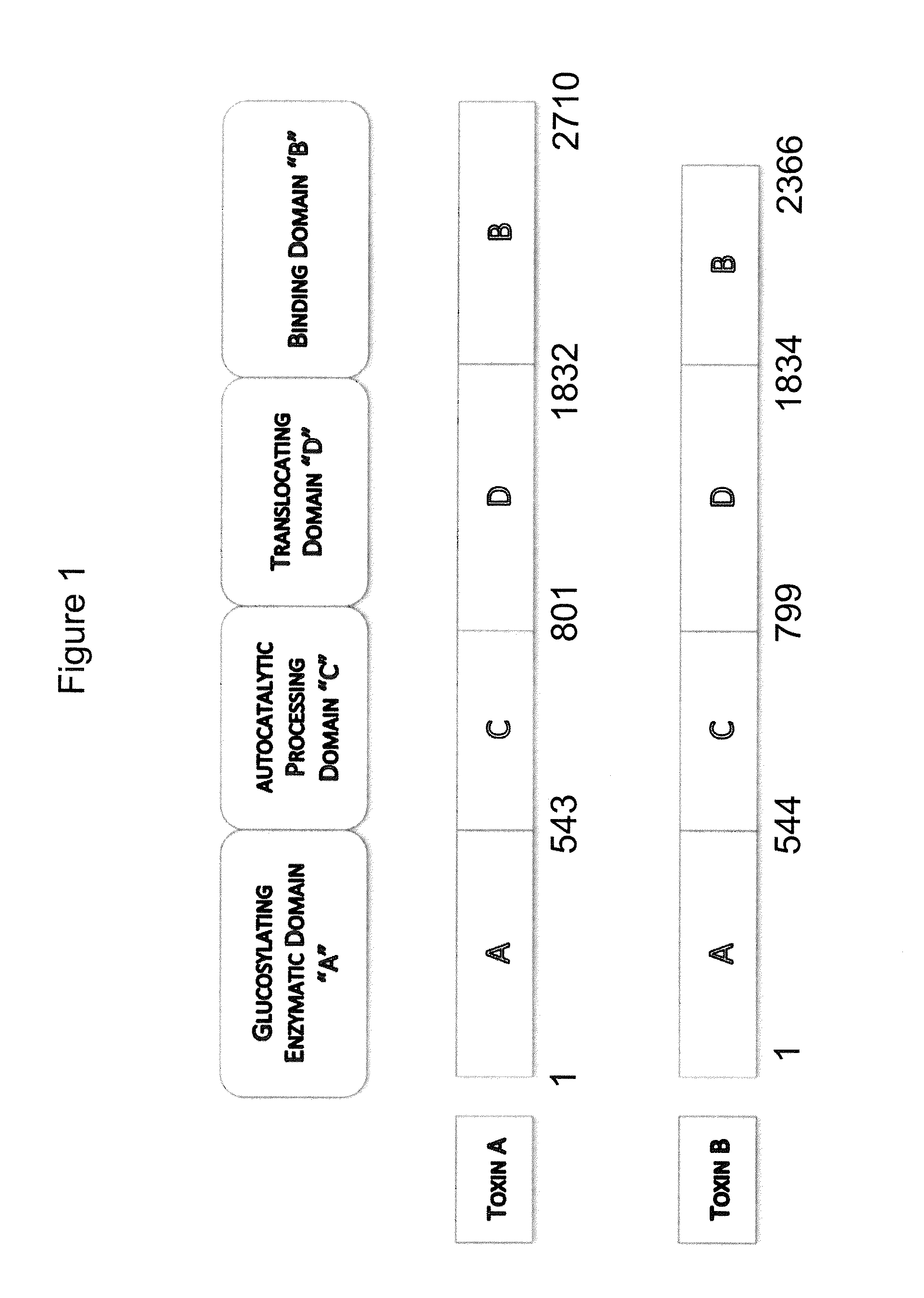 Human Antibodies to Clostridium difficile Toxins