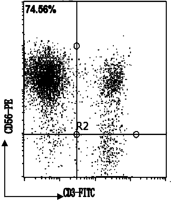 Method for simultaneously inducing and amplifying V alpha&lt;24+&gt;iNKT cells and CD&lt;3-&gt;CD&lt;56+&gt;NK cells