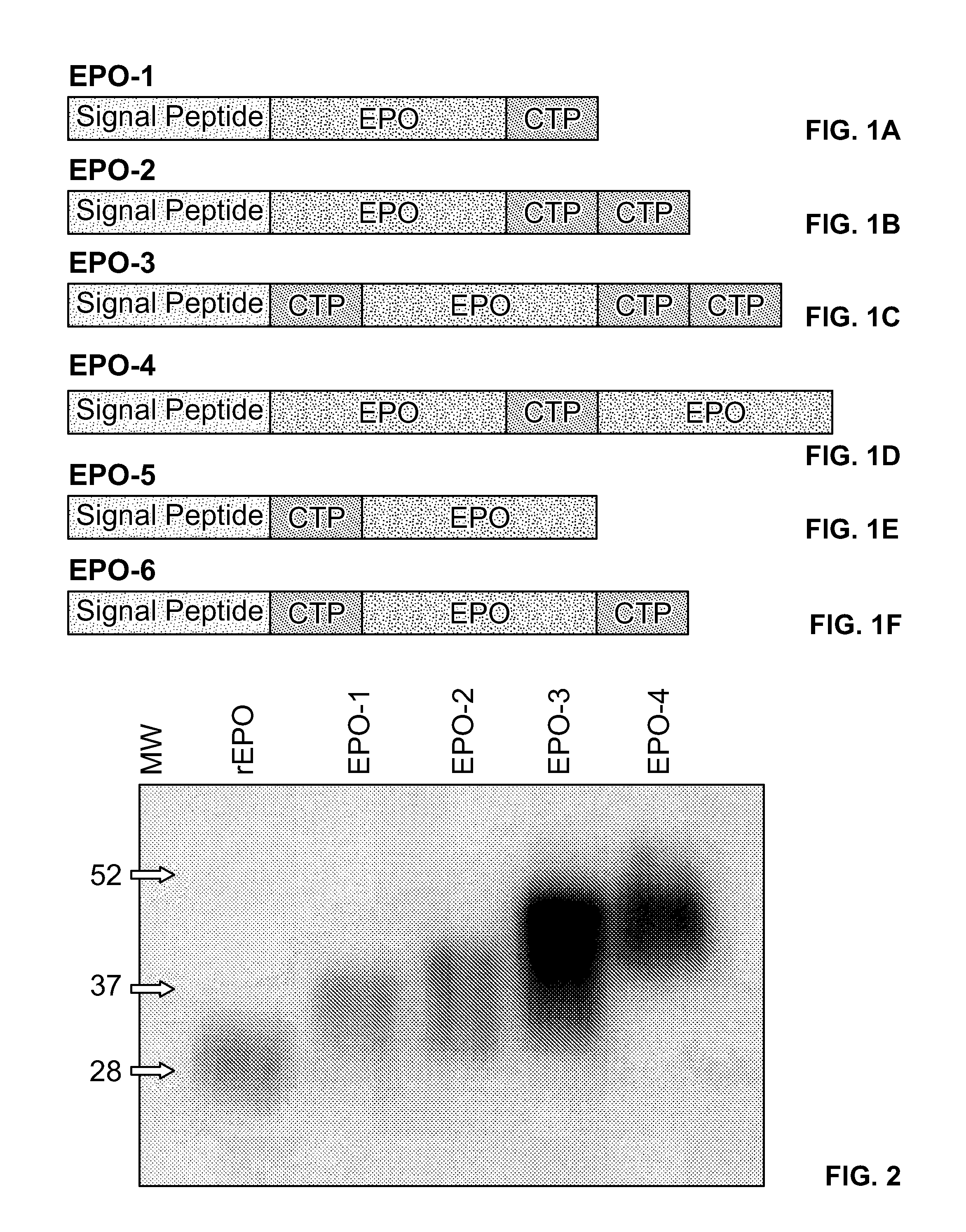 Long-acting polypeptides and methods of producing and administering same