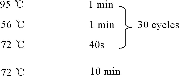 Method for preparing Porcine circovirus type 2 antigen with chloroplast and its product