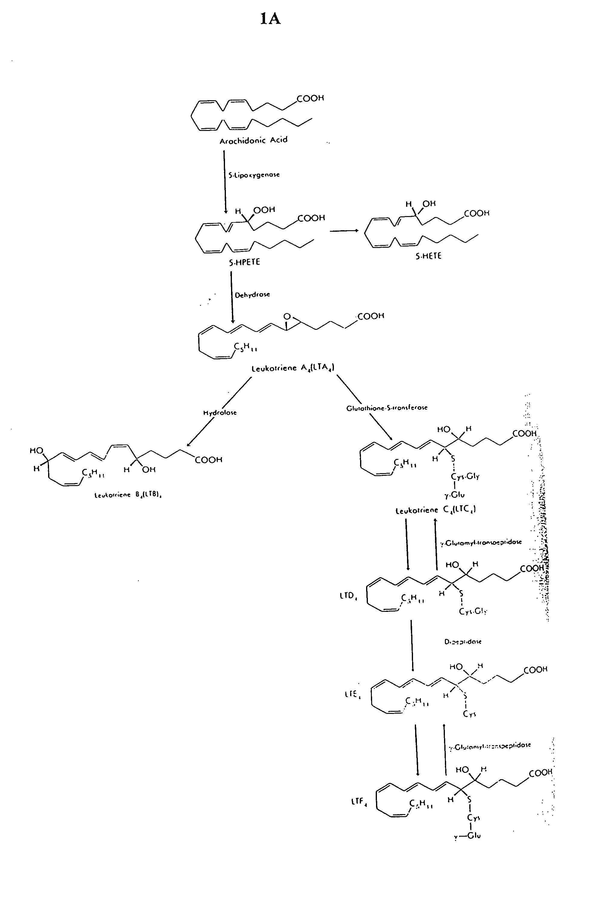 Administration of products of the 5-lipoxygenase metabolic pathway to enhance antimicrobial defense