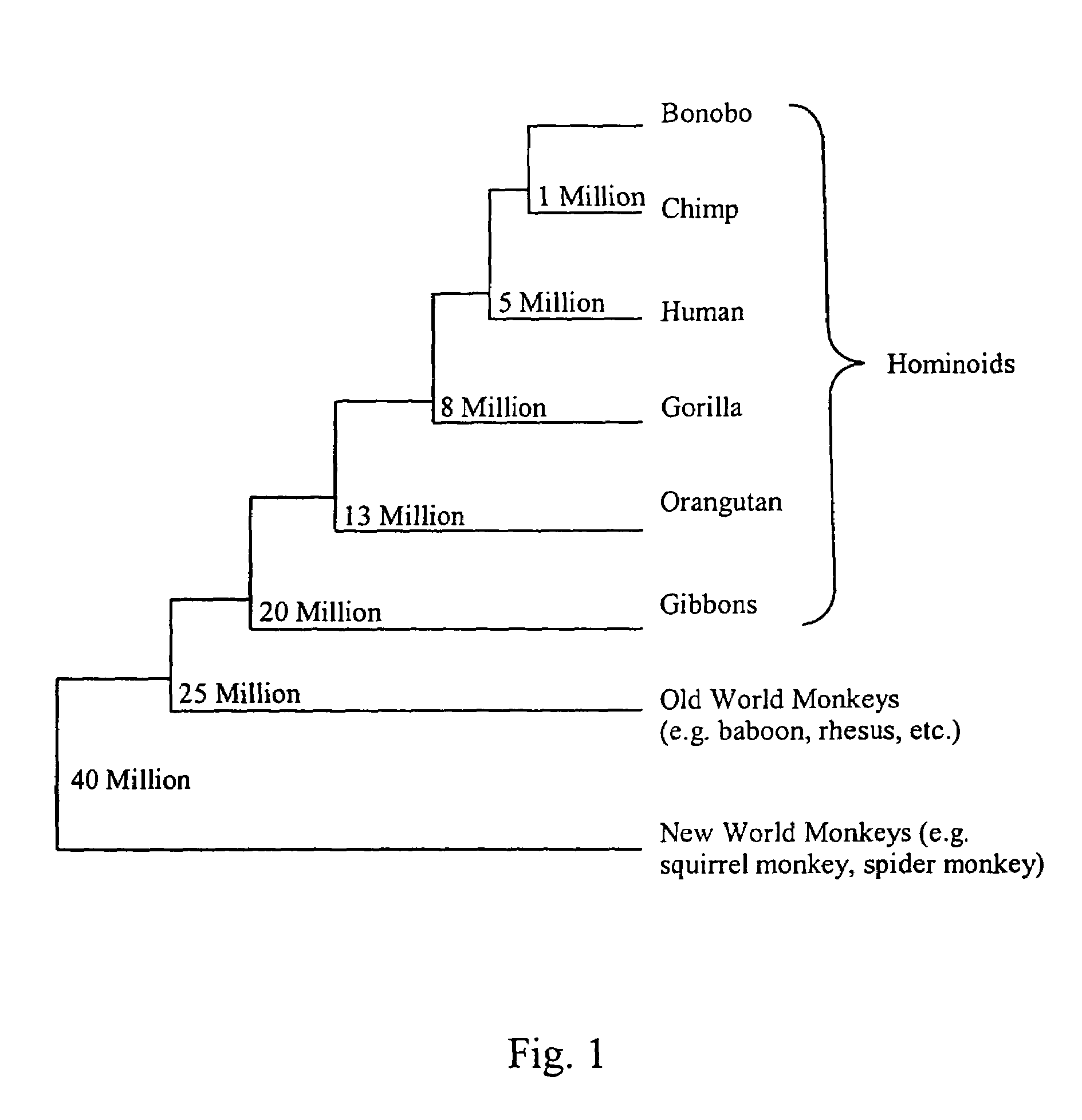 Methods for identifying agents that increase the p44 function of microtubule assembly or resistance to HCV infection