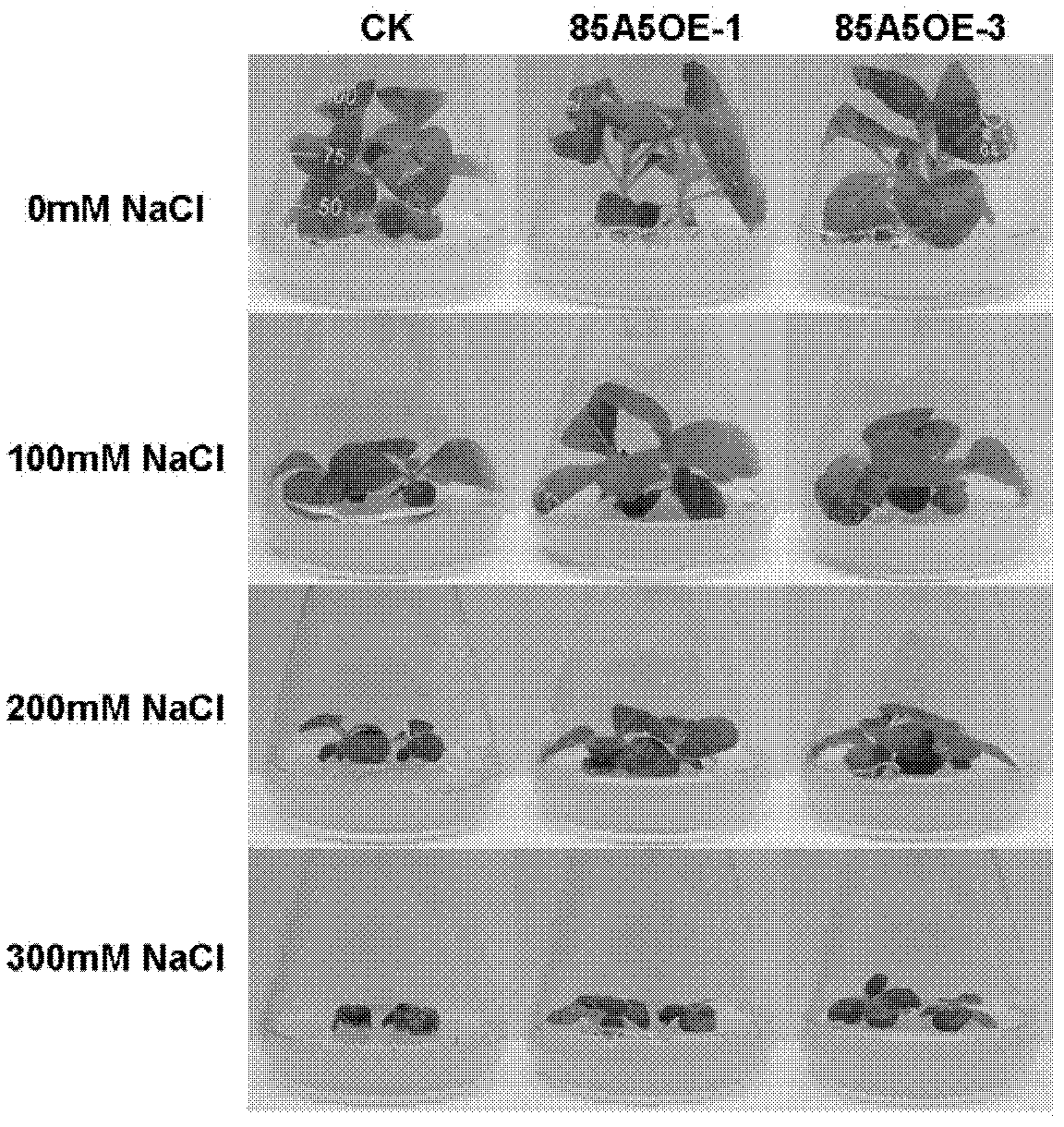 Application of glycosyltransferase gene UGT85A5 of Arabidopsis thaliana to improvement of salt tolerance of plants