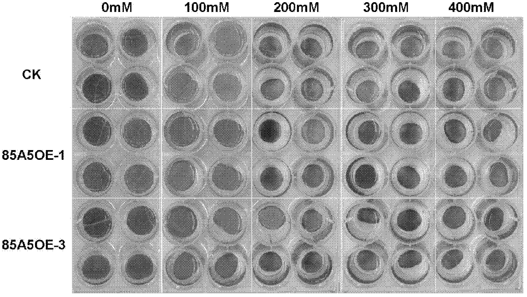 Application of glycosyltransferase gene UGT85A5 of Arabidopsis thaliana to improvement of salt tolerance of plants