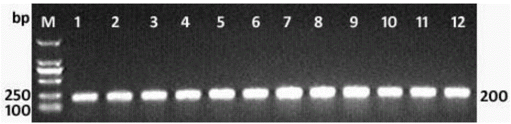 Method for identifying tobacco mosaic virus species and its special barcode primers