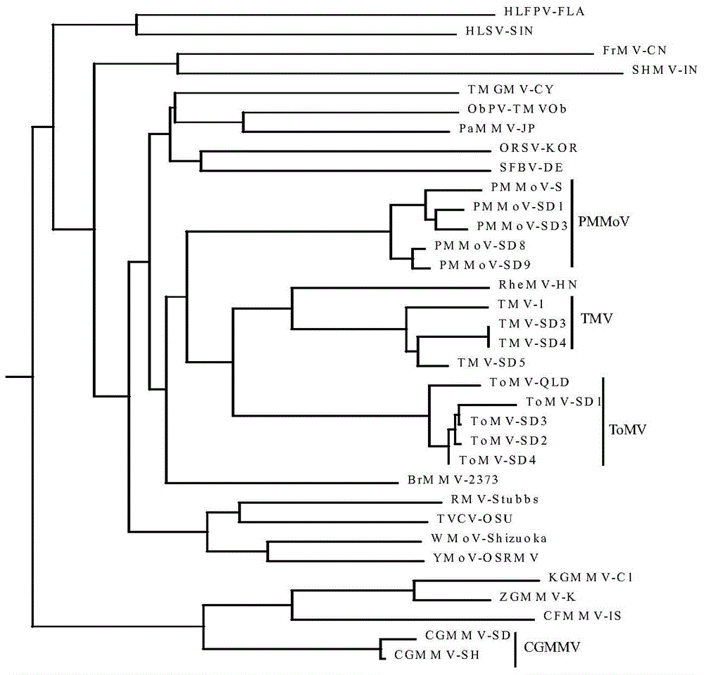 Method for identifying tobacco mosaic virus species and its special barcode primers