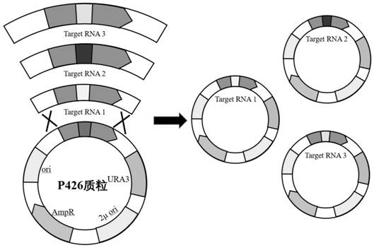 Yeast genome editing method based on CRISPR/Cas9