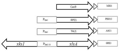 Yeast genome editing method based on CRISPR/Cas9