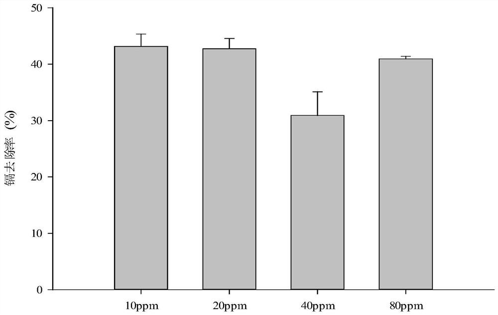 Klebsiella aerogenes and application thereof