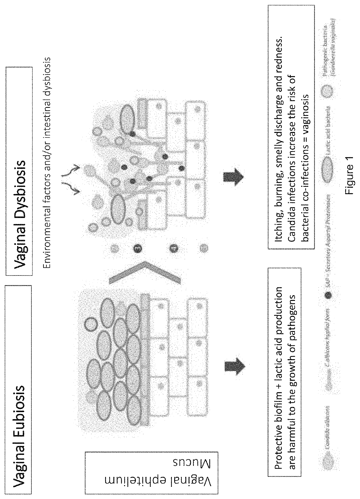 Pharmaceutical and food composition for the treatment of vaginal and intestinal dysbiosis