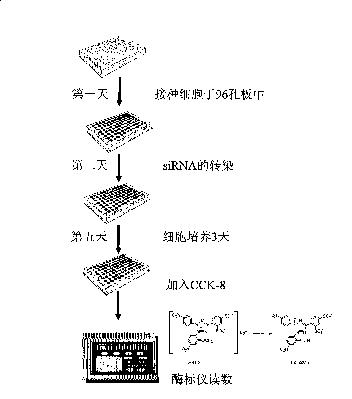 Uses of MAGEA4 gene