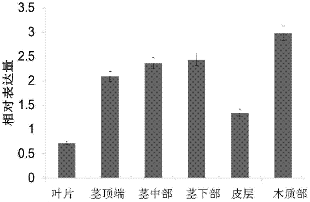 A rubber tree lignin synthesis regulation related protein hbmyb85 and its coding gene and application