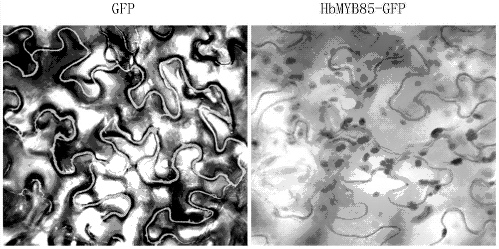 A rubber tree lignin synthesis regulation related protein hbmyb85 and its coding gene and application