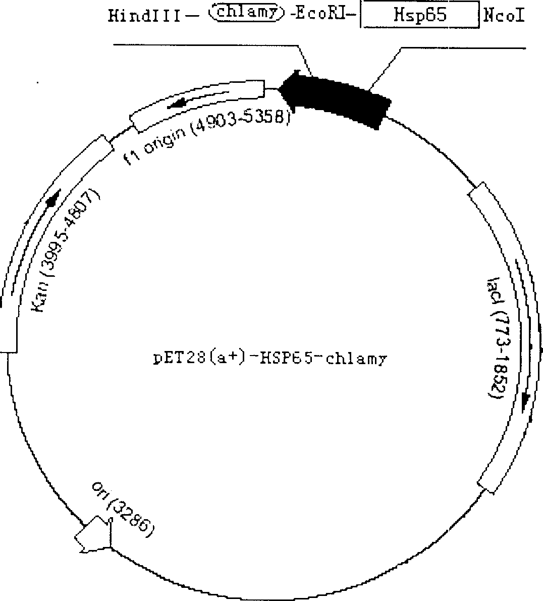 Recombination protein for preventing human trachoma bedsnia infestation and its use